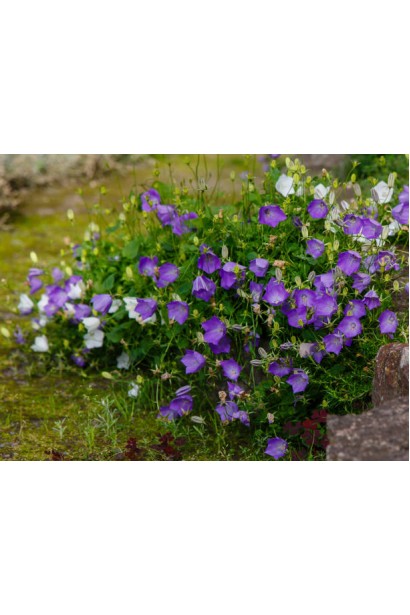 Campanula carpatica Mix
